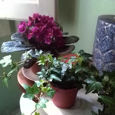 A Casa Di Virgilio Guest house Florence